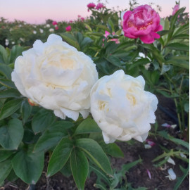 Эдит М. Снук